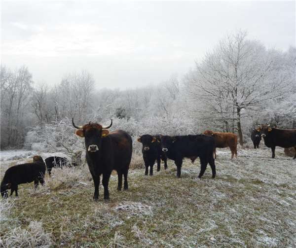Ein Teil der Taurusrinderherde, die die Schmidtenhöhe beweidet. Foto: Heinz Strunk