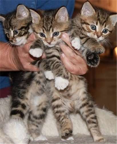 Ein Teil der jungen Katzenbabys.privat