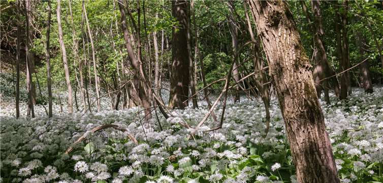 Ein Teppich aus Bärlauch beeindruckt durch seine Blütenpracht.  NABU/Hans-Jürgen Schneider