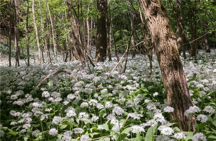 Ein Teppich aus Bärlauch beeindruckt durch seine Blütenpracht.Foto: NABU/Hans-Jürgen Schneider