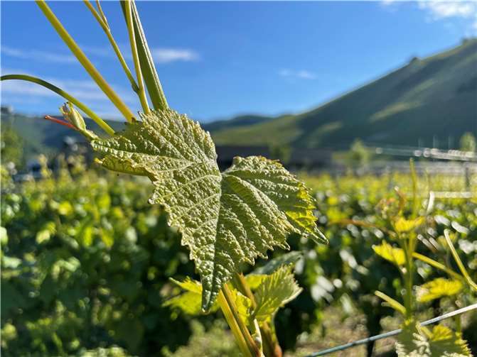 Ein Thema der Diskussionsrunde ist der Tourismus im Ahrtal - denn langsam wird es wieder schön im Ahrtal. Foto: ROB 
