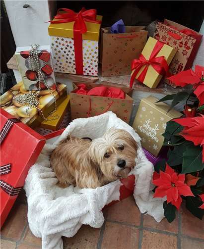 Ein Tier als Weihnachtsgeschenk - bitte nicht! Foto: Tierschutz Siebengebirge