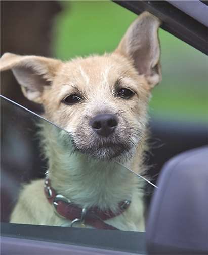 Ein Tier darf niemals im geparkten Fahrzeug zurückgelassen werden - auch nicht für kurze Zeit. Offene Fensterspalten sind bei hochsommerlichen Temperaturen kein ausreichender Klimaschutz.KreisverwaltungMayen-Koblenz