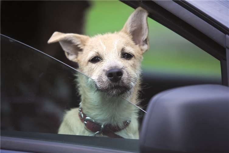 Ein Tier darf niemals im geparkten Fahrzeug zurückgelassen werden - auch nicht für kurze Zeit. Offene Fensterspalten sind bei hochsommerlichen Temperaturen kein ausreichender Klimaschutz. privat