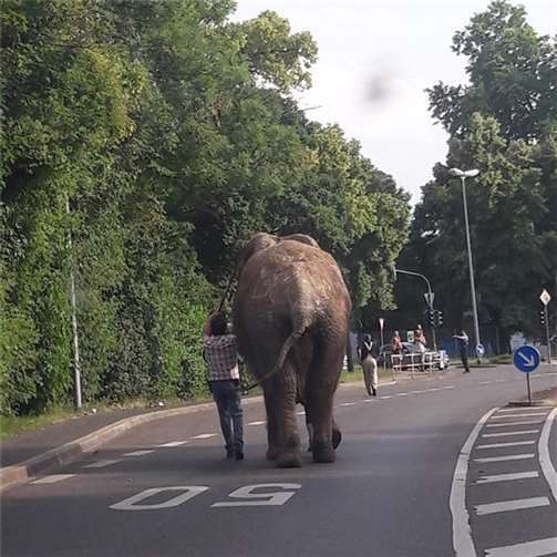 Ein Tierpflegerdes Circus Kroneführt denausgebüxtenElefanten zurückzum Zoo.PolizeidirektionNeuwied