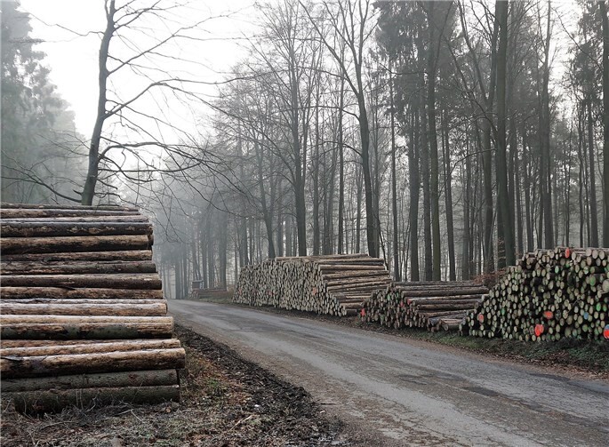Ein Überangebot an Fichtenholz sorgt für Preisverfall. Schuld sind Orkane, ein äußerst trockener Sommer und eine extrem hohe Borkenkäferpopulation. FF