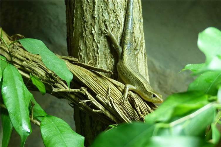 Ein Vielstreifenskink.