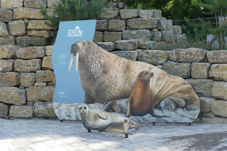 Ein Vorgeschmack auf die zukünftigen Bewohner: Die neue Seehundanlage im Zoo Neuwied befindet sich weiterhin im Bau. Bei öffentlichen Baustellen-Führungen können Besucher Einblicke in das Großprojekt erhalten.