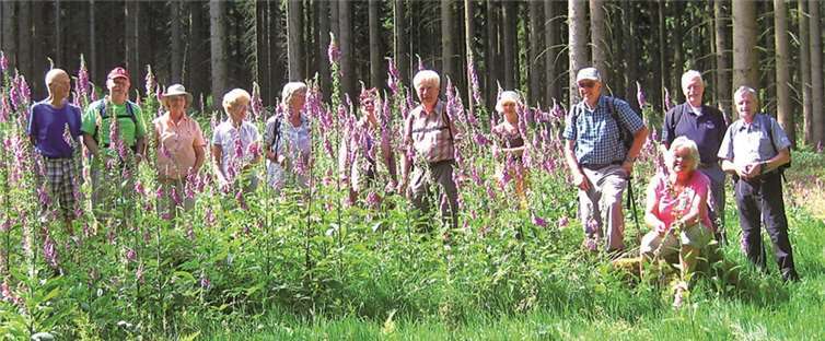 Ein Wald voller Fingerhüte.privat