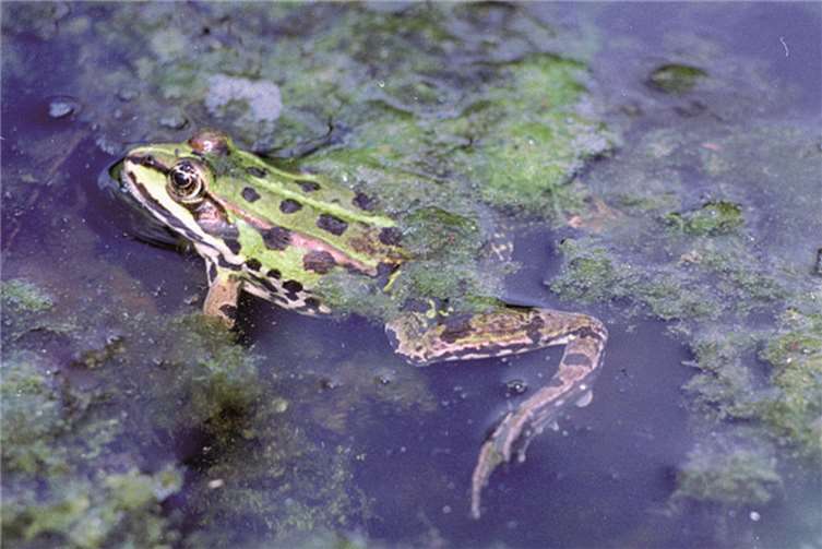 Ein Wasserfrosch.Privat