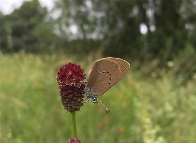 Ein Wiesenknopf-Ameisenbläuling auf dem Großen Wiesenknopf. Foto: SNU