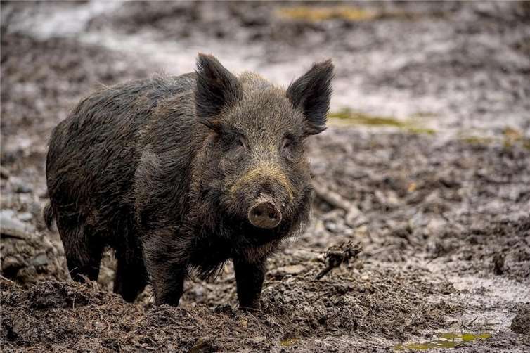 Ein Wildschwein im Kreis Olpe wurde positiv auf die Afrikanische Schweinepest getestet.Foto: Pixabay