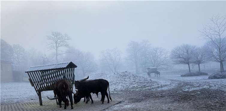 Ein Winterspaziergang im Zoo lohnt sich, hier bei den Wattussi-Rindern.Fotos: Zoo Neuwied