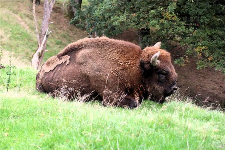 Attraktionen, Tiere und Pläne für die Zukunft Ein Wisent sucht Ruhe im Trubel.