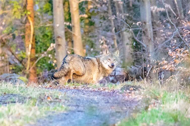 Ein Wolf aus einem Westerwälder Rudel.  Foto: Markus Dübbert