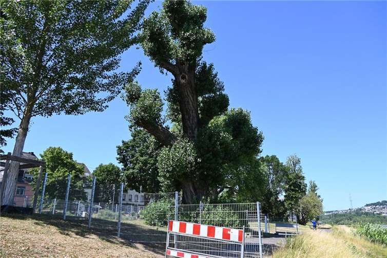 Zaun sichert den alten Hüttchesbaum im Neuendorf Ein Zaun hält Passanten jetzt vom sterbenden Hüttchesbaum fern. Die 213 Jahre alte Schwarzpappel darf nun stehenbleiben, bis sie zusammenbricht. Foto: Stadt Koblenz / Verena Groß