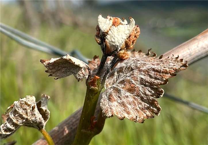 Ein aktuelles Foto aus der Lage Heimersheimer Landskrone zeigt, dass die Knospen durch den Frost erfroren und verkümmert sind.  Foto: Annemarie Haas