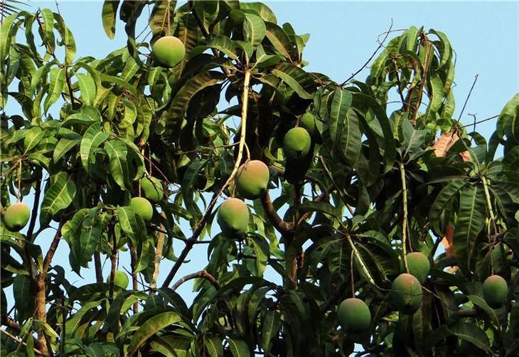 Ein ausgewachsener Mangobaum finanziert den Schulbesuch inklusive Schuluniformen und Schulmaterial von zwei Kindern im Jahr. Foto: Weltladen Remagen-Sinzig