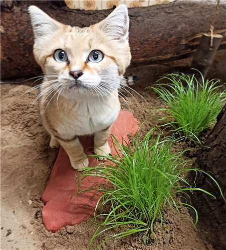 Ein beheizbarer Sitzstein für die wärmeliebenden Sandkatze.