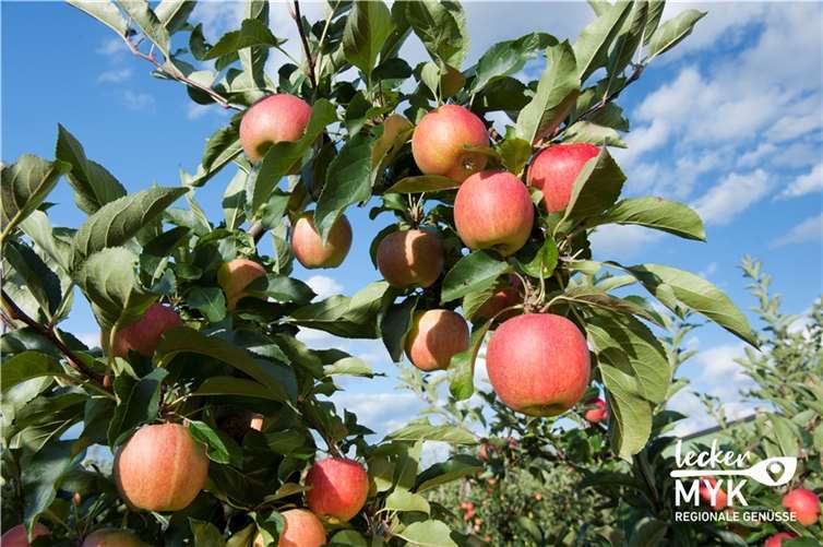 Landkreis bei Themenwochen mit allen Sinnen erleben Ein beliebtes Streuobst der Bewohner von Mayen-Koblenz ist der Apfel. Auch er ist, neben vielen weiteren Obstsorten, Teil der „lecker MYK Streuobstwoche“. Foto: Klaus-Peter Kappest
