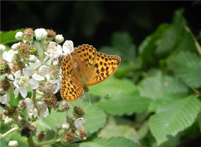 Ein besonderer Schmetterling: Kaisermantel.