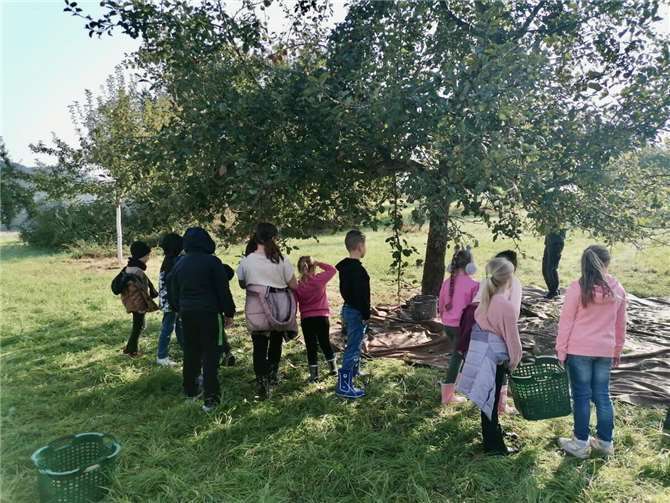 Ein besonders schönes Beispiel für die Verbindung von Tradition und Gemeinschaft ist die kürzliche Apfelernte, bei der an verschiedenen Tagen Kinder aus den örtlichen Kindertagesstätten und der Grundschule tatkräftig mitgeholfen haben. Foto: Grundschule Oberbieber