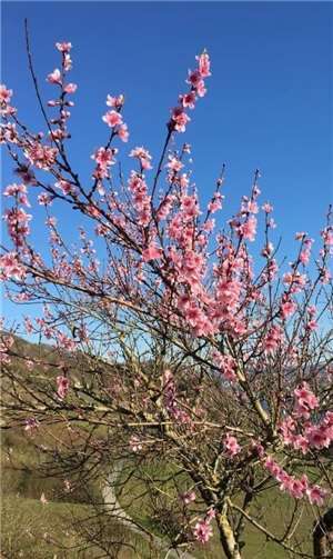 Ein blühender Weinbergpfirsisch. Foto: Anja Philipp