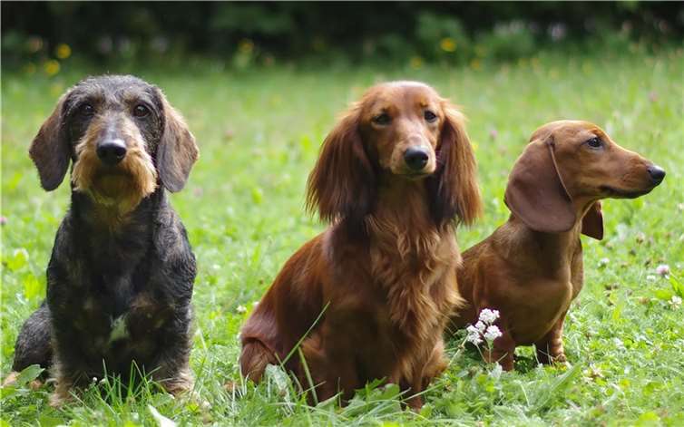 Ein buntes Dackeltreiben wird am 16. Juni in und um die Schutzhütte „Alte Windmühle“ in Koblenz-Metternich herrschen. Foto: DTK Koblenz