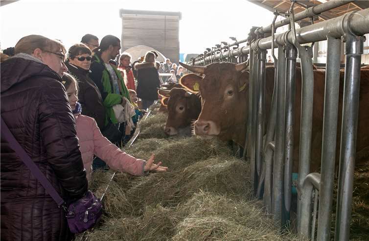 Ein echtes Rindvieh streicheln, wo gibt es das sonstnoch außer bei den Tagen der offenen Höfe und Betriebe?
