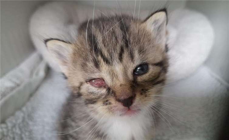 Dramatische Entwicklung: Zu viele notleidende Katzen Ein erkranktes Kätzchen. Foto: privat