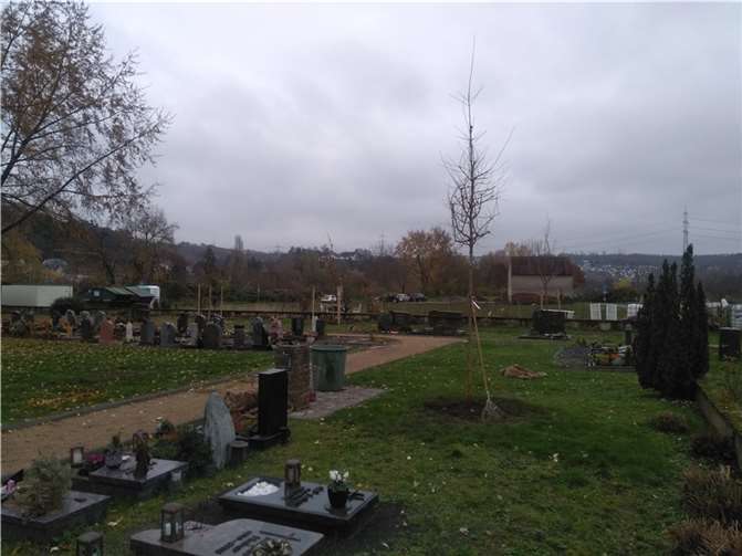Ein frisch gepflanzter Randbaum auf dem Friedhof.