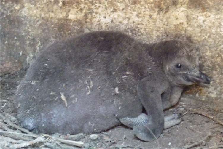 Ein fünf Wochen altes Pinguinküken.Fotos: privat