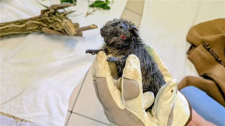 Ein geretteter Degu wird im Tierheim versorgt. Foto: Tierheim Malchow