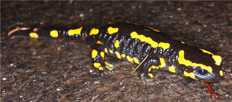 Ein gesunder Feuersalamander. Foto: Klaus Weddeling, Biologische Station im Rhein-Sieg-Kreis