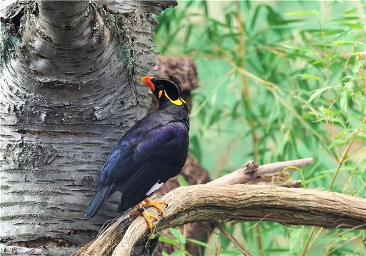 Ein großer Beo. Foto: Leo Schmitz