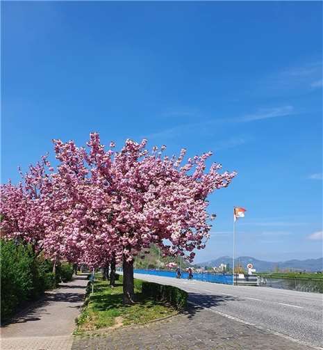 Ein herrlicher Anblick entlang der Bundesstraße.  Foto: Sabine Glaser
