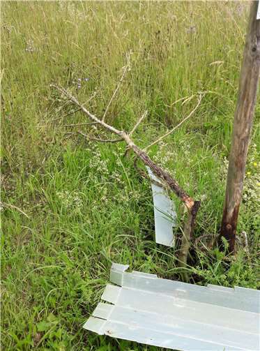 Ein junger Baum wurde komplett abgeknickt.  privat