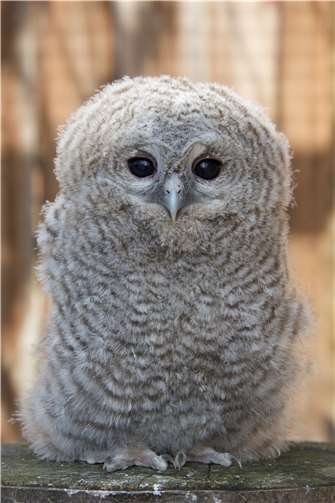 Ein junger Waldkauz.  Foto: Matthias Overmann