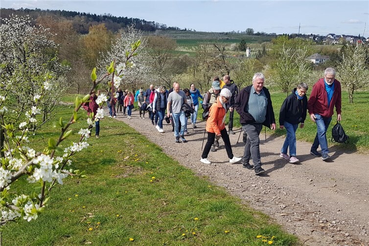 Erlebnisreiche Kirschblütenwanderung in Mülheim-Kärlich mit Rekordbeteiligung