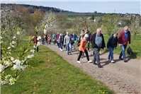 Erlebnisreiche Kirschblütenwanderung in Mülheim-Kärlich mit Rekordbeteiligung
