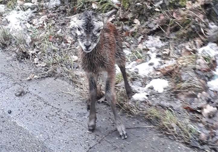 Ein kleines Muffelwild-Lamm war ganz alleine auf der L98 unterwegs.Polizei