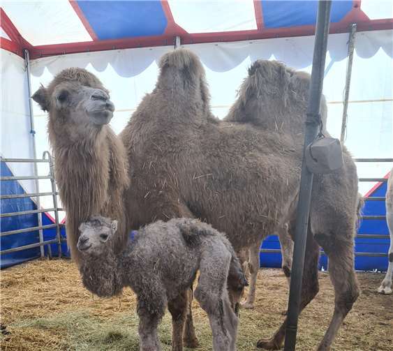 Ein kleines Trampeltier erblickte vor kurzem in Neuwied das Licht der Welt.Foto: Ricardo Frank