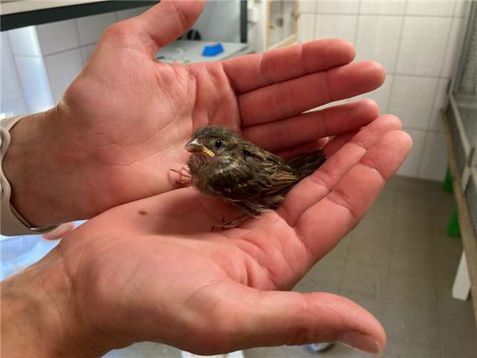 Ein kleines Vogelküken.Foto: A. Japes