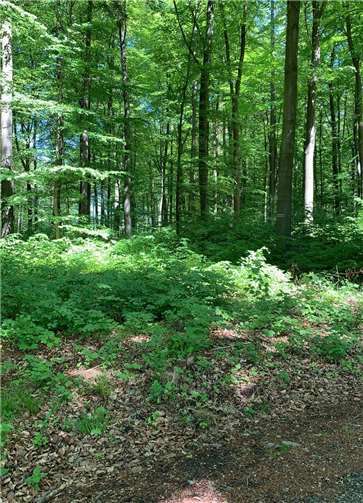Ein künftiger Therapieplatz im Kur- und Heilwald.Foto: Astrid Cremer/Stadtverwaltung Lahnstein