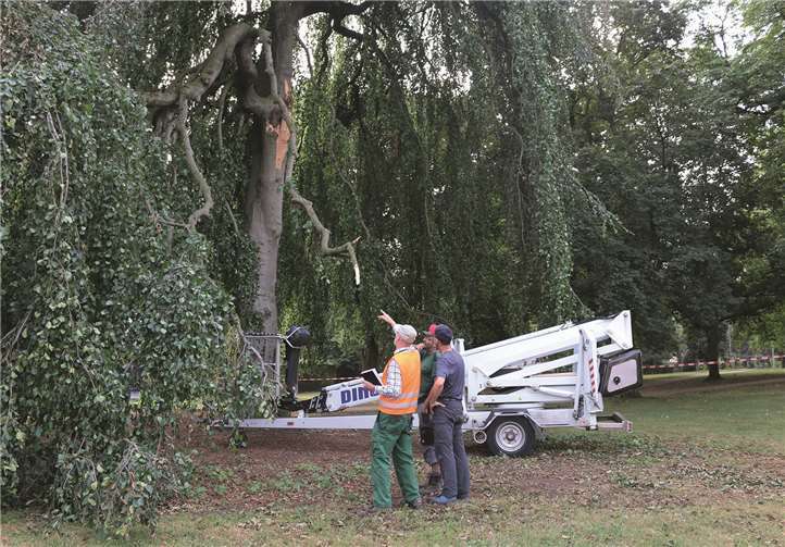 Ein mächtiger Ast war kürzlich aus der Hängebuche an der Barbarossastraße gebrochen und hatte die Frage nach der Verkehrssicherheit des Baums aufgeworfen. Nun erfolgte eine eingehende Prüfung. Stadt Sinzig