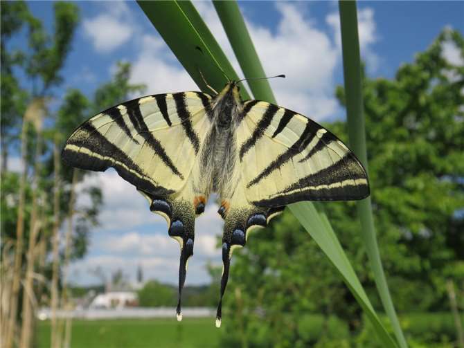 Ein makelloser, frisch geschlüpfter Segelfalter unmittelbar vor seinem ersten Flug in sein „neues“ Leben. Als fertiger Schmetterling ernährt er sich gerne auch vom Nektar des Schmetterlingsflieders, der im „Naturschutzgarten Niederwerth“ ebenfalls extra angepflanzt wurde. Foto: Stefan Krumme