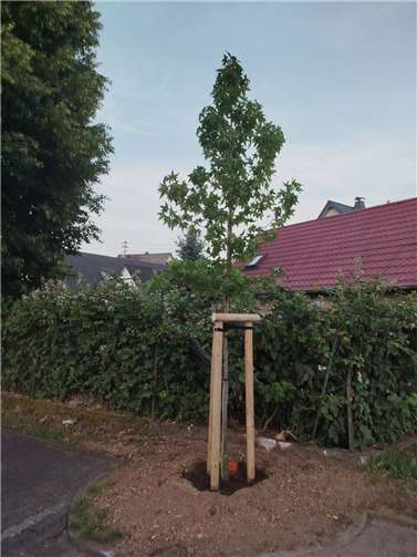 VG Selters: Alte Linde im Sturm umgebrochen Ein neuer Baum wurde bereits gepflanzt.