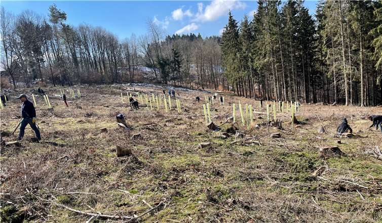 Ein neuer Wald entsteht auf dieser Fläche nahe der Teufelsley (Dümpelfeld). Fotos: privat