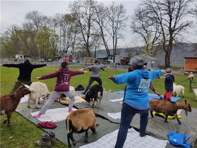 Neuer Kurs: Yoga mit Ziegen Ein neues Angebot soll für Entspannung sorgen. Foto: privat