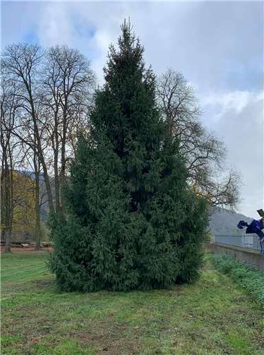 Ein prächtiger Baum steht bereit.